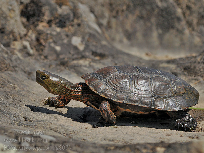 Mediterranean Spanish pond Turtle Galápago leproso