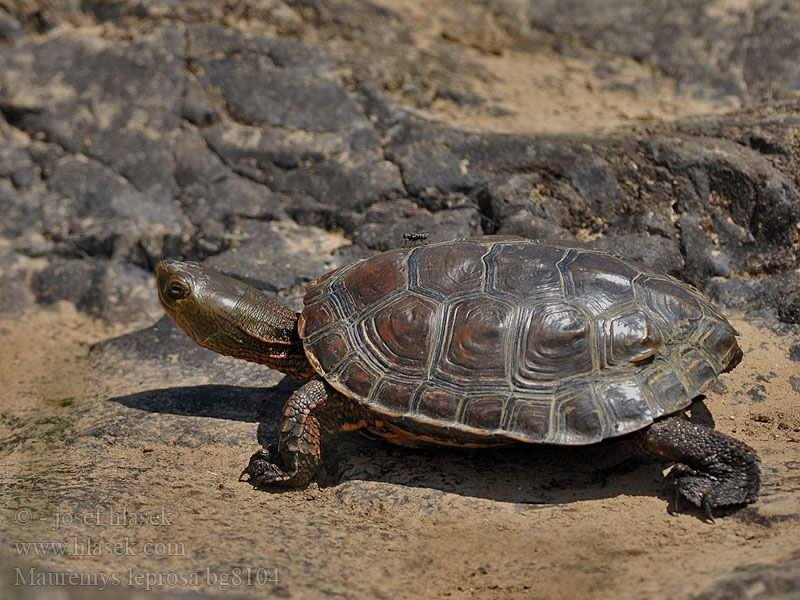 Moorse beekschildpad Żółw hiszpański Cágado-mediterrânico