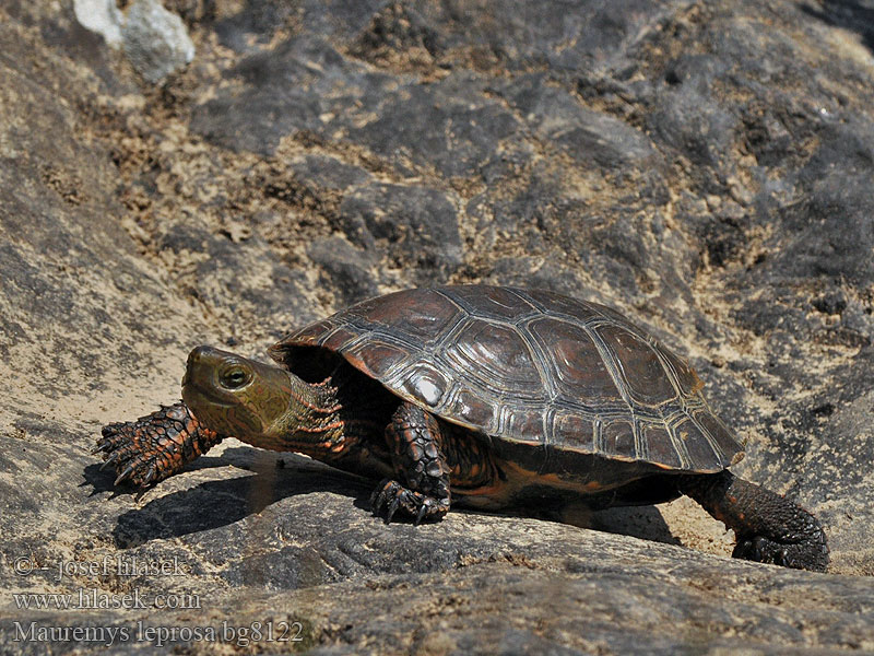 Želva maurská 地中海拟水龟 Spanish Terrapin