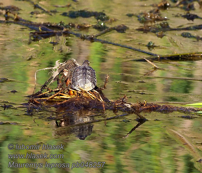 Spanische Wasserschildkröte Maurische Bachschildkröte Mauremys leprosa