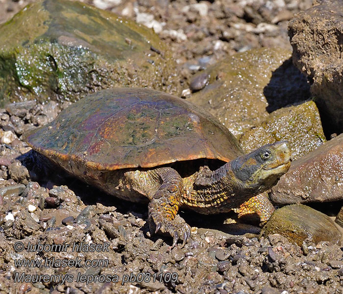 Moorse beekschildpad Maur ţestoase râu Mauremys leprosa