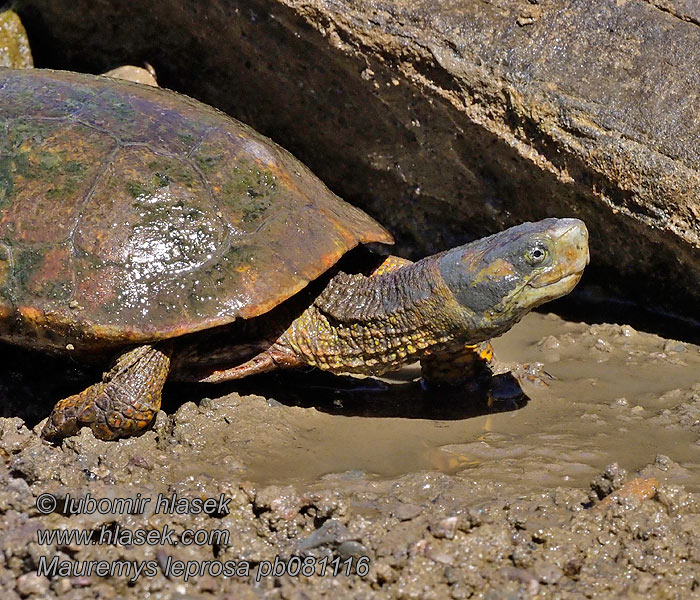 地中海拟水龟 Spanish Terrapin Mauremys leprosa