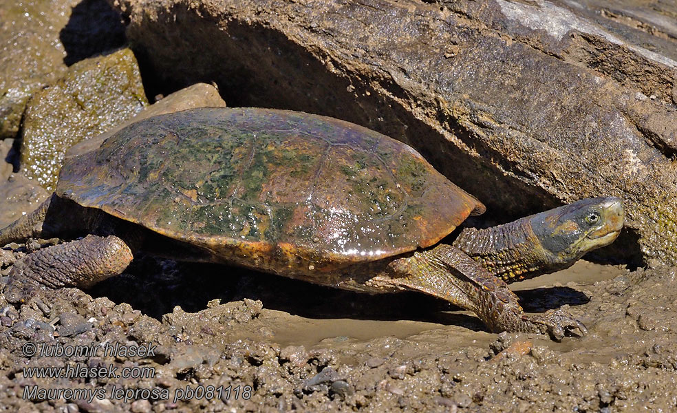 Tartaruga palustre iberica チチュウカイイシガメ Mauremys leprosa