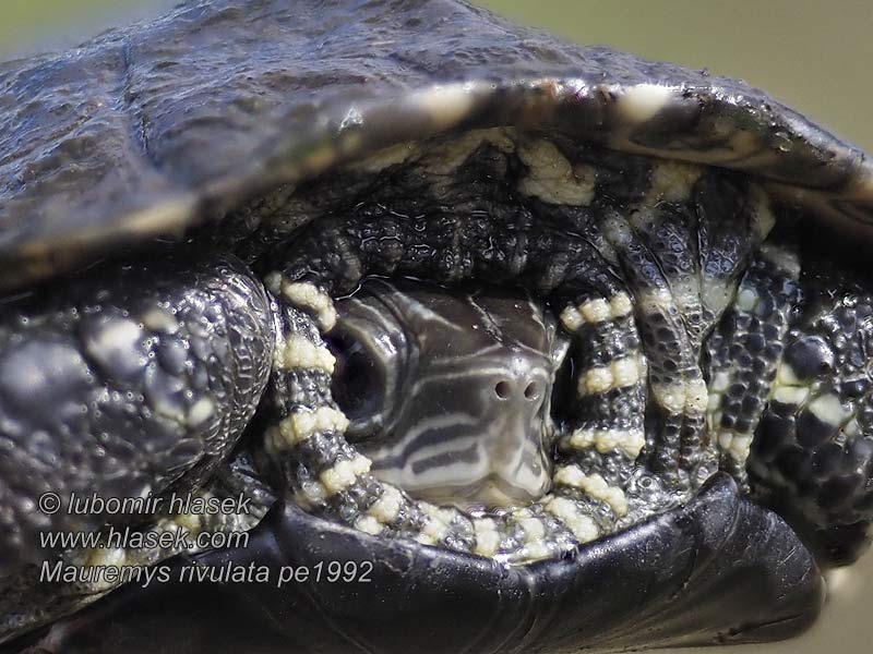 Mauremys rivulata Želva tmavobřichá balkánská