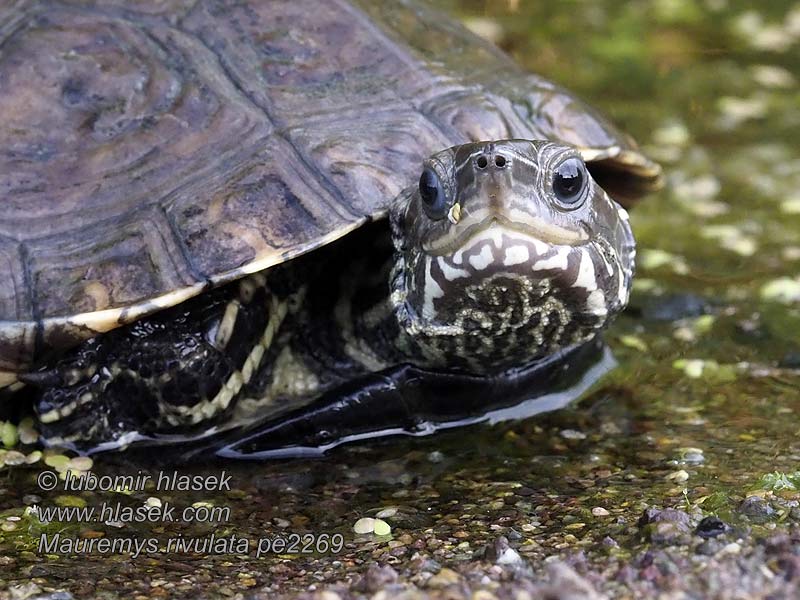 Mauremys rivulata Balkan żółw błotny Tortuga Caspio occidental