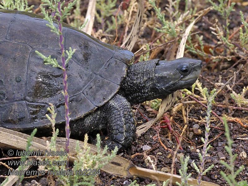 Mauremys rivulata Balkanbeekschildpad Tortue d'étang Balkans