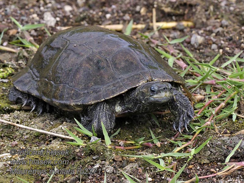 Mauremys rivulata Balkán teknős Balkan damm sköldpadda