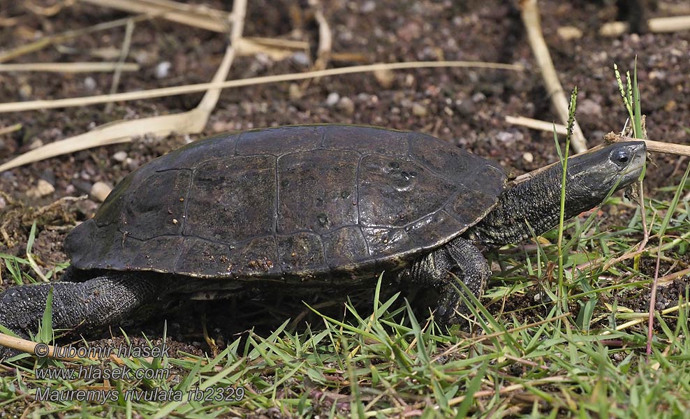 Balkan pond turtle Mauremys rivulata