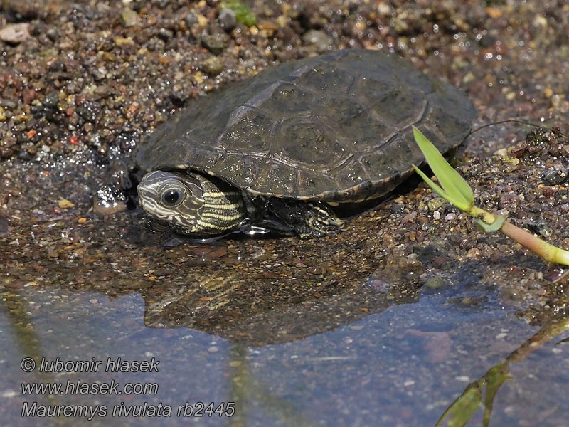 Tortuga Caspio occidental Mauremys rivulata