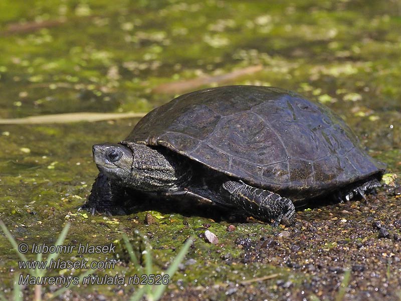 Balkanbeekschildpad Mauremys rivulata