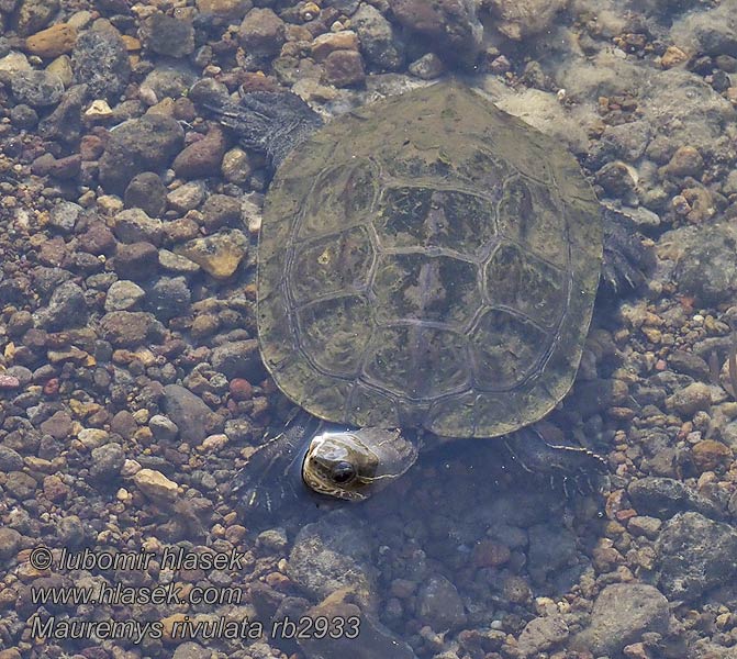 Tortue d'étang Balkans Mauremys rivulata