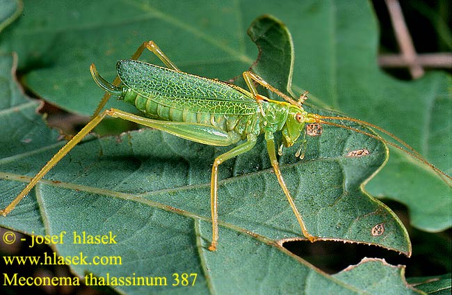 Meconema thalassinum Kobylka dubová Gemeine Eichenschrecke