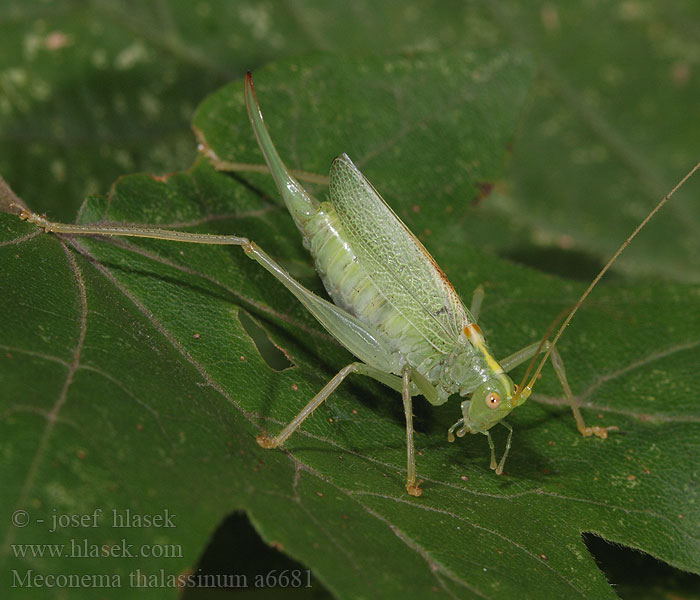 Drumming Katydid Oak Bush-Cricket Méconème tambourinaire