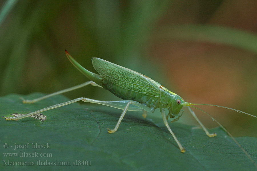 Meconema thalassinum Gemeine Eichenschrecke