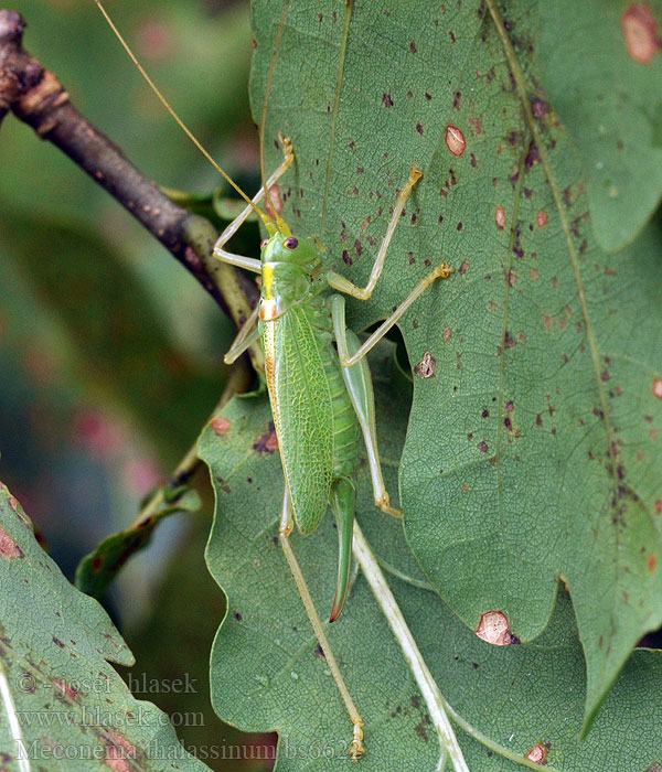 Meconema thalassinum Drumming Katydid Oak Bush-Cricket