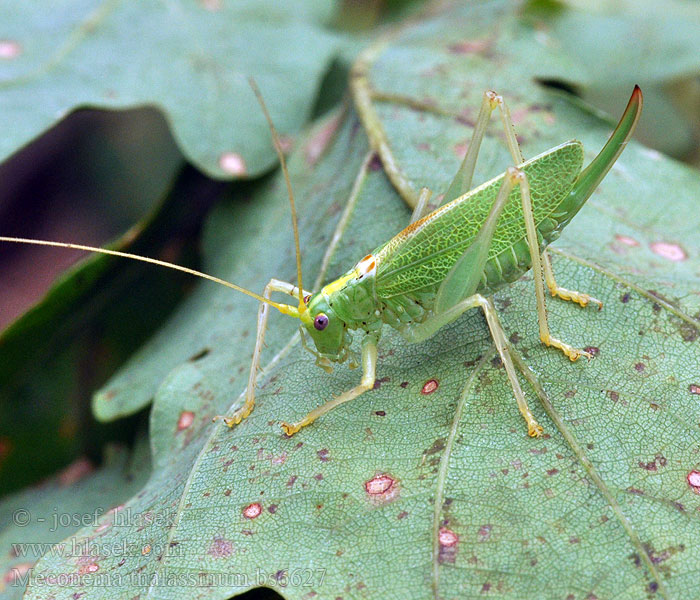 Meconema thalassinum Méconème tambourinaire