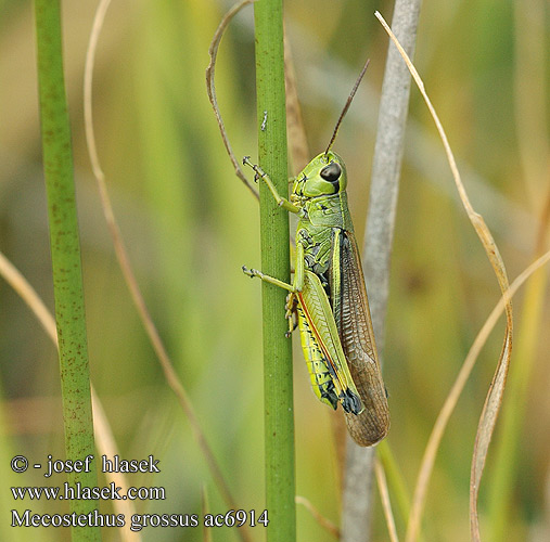 Mecostethus grossus Large Marsh Grasshopper Sumpfschrecke Sumpgræshoppe Criquet ensanglanté Moerassprinkhaan Sumpgresshoppe Кобылка болотная большая Saranče mokřadní Koník žltopásy Kärrgräshoppa