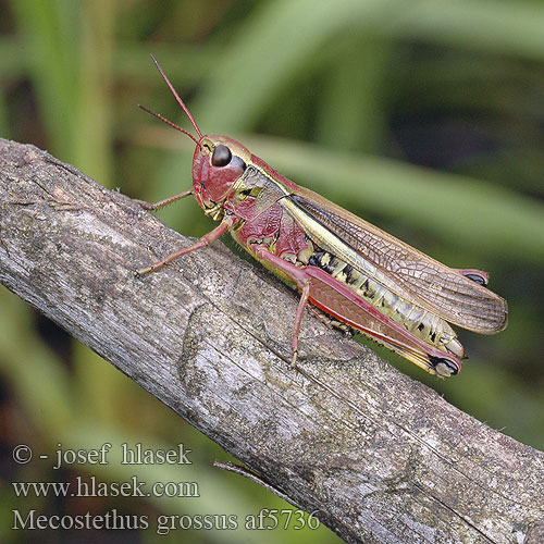 Кобылка болотная большая Saranče mokřadní Koník žltopásy Kärrgräshoppa Mecostethus grossus Large Marsh Grasshopper Sumpfschrecke Sumpgræshoppe Criquet ensanglanté Moerassprinkhaan Sumpgresshoppe