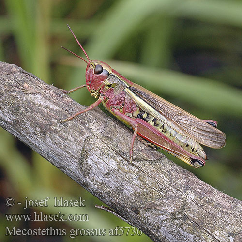 Кобылка болотная большая Saranče mokřadní Koník žltopásy Kärrgräshoppa Mecostethus grossus Large Marsh Grasshopper Sumpfschrecke Sumpgræshoppe Criquet ensanglanté Moerassprinkhaan Sumpgresshoppe