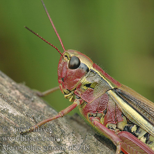 Kärrgräshoppa Mecostethus grossus Large Marsh Grasshopper Sumpfschrecke Sumpgræshoppe Criquet ensanglanté Moerassprinkhaan Sumpgresshoppe Кобылка болотная большая Saranče mokřadní Koník žltopásy