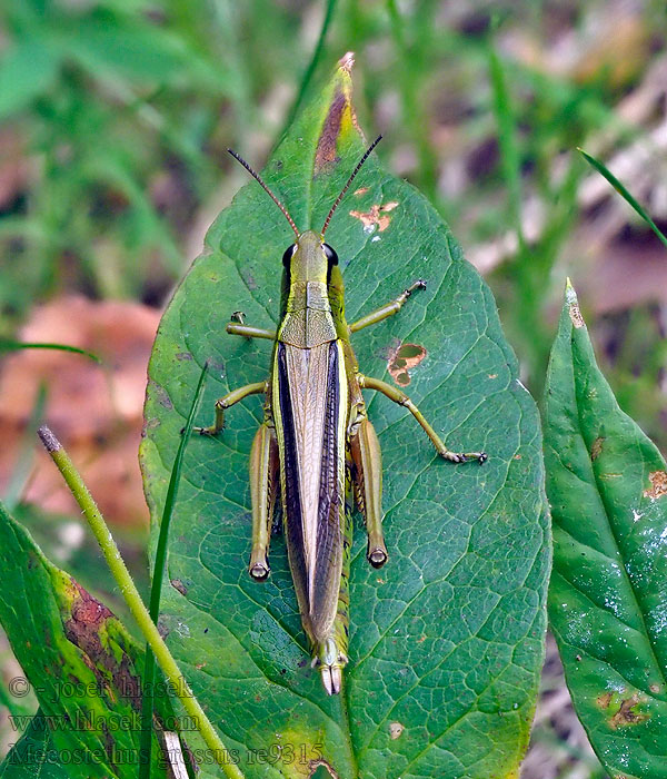 Criquet ensanglanté Moerassprinkhaan Sumpgresshoppe Mecostethus grossus