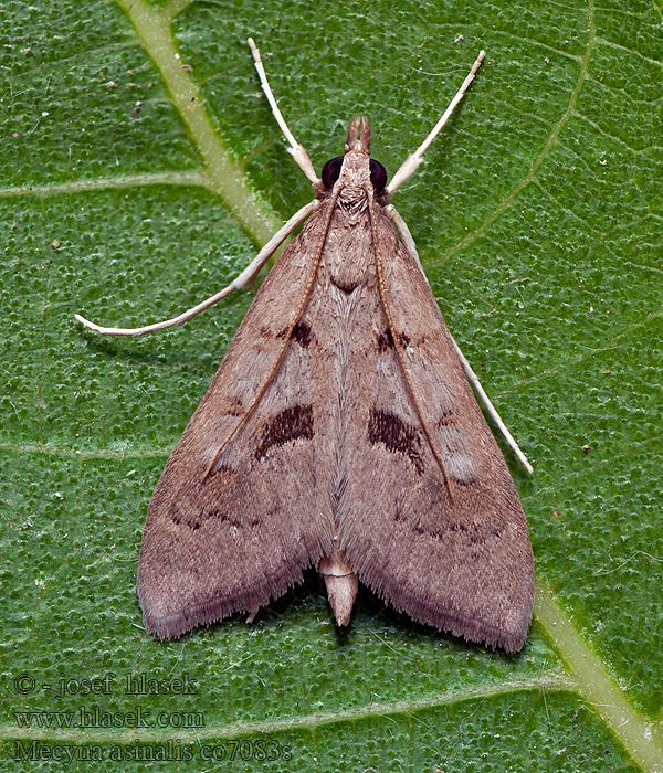 Mecyna asinalis