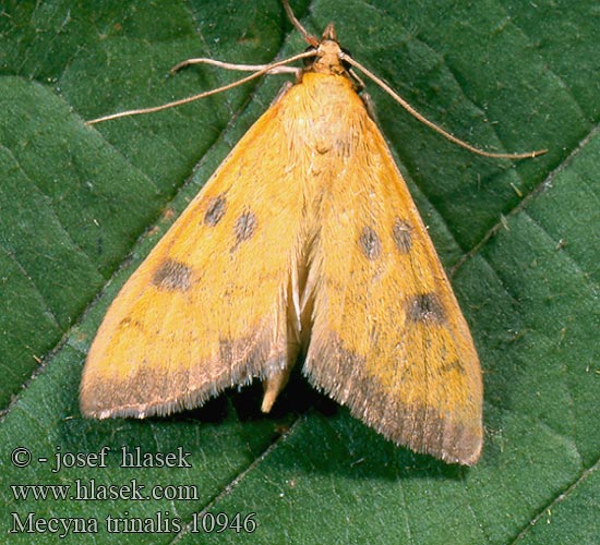 Mecyna trinalis Vijačka citrónová Zavíječ trojtečný