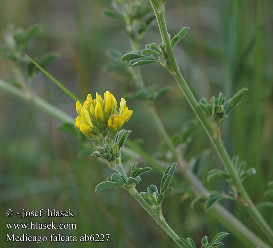 Medicago falcata sativa Tolice srpovitá Sichelklee Sichel-Luzerne