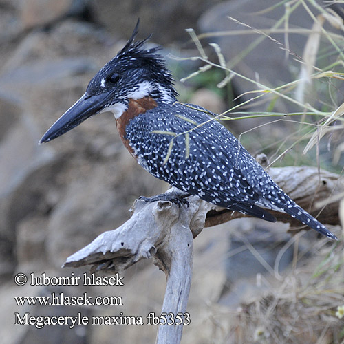 Martin pescatore gigante オオヤマセミ Afrikaanse Reuzenijsvogel