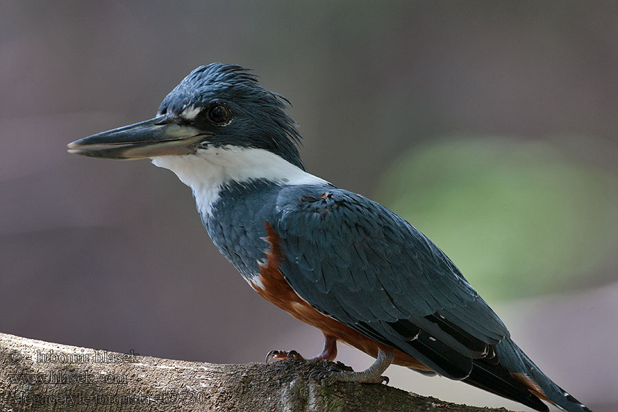 Megaceryle torquata 棕腹鱼狗 Rybařík obojkový Rotbrustfischer Grårygget