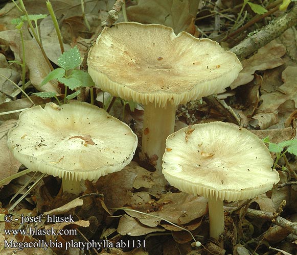 Megacollybia platyphylla Collybia Penízovka širokolupenná Whitelaced Shank Breitblättriger Rübling Strecknagelskivling Povraznica širokolupeňová Tægesopp Удемансиелла широкопластинчатая Pieniążnica szerokoblaszkowa Széleslemezű fülőke Breedplaatstreephoed Collybie lamelles larges Isojuurekas Bredbladet Væbnerhat