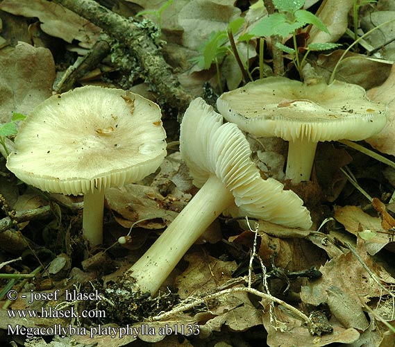 Megacollybia platyphylla ab1133