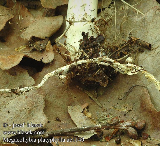 Megacollybia platyphylla ab1140