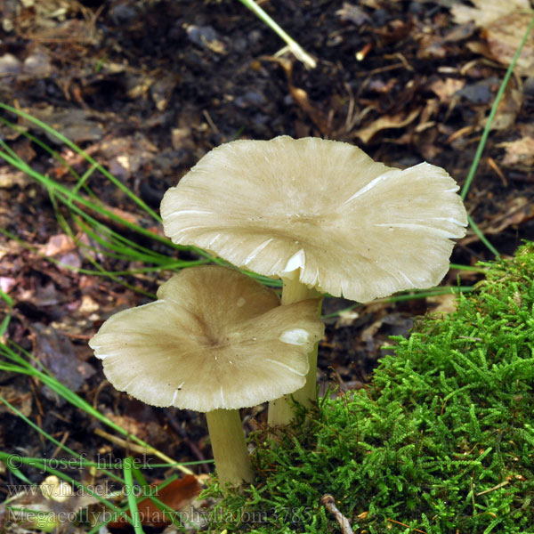 Collybie lamelles larges Isojuurekas Bredbladet Væbnerhat Megacollybia platyphylla Collybia Penízovka širokolupenná Whitelaced Shank Breitblättriger Rübling Strecknagelskivling Povraznica širokolupeňová Tægesopp Удемансиелла широкопластинчатая Pieniążnica szerokoblaszkowa Széleslemezű fülőke Breedplaatstreephoed