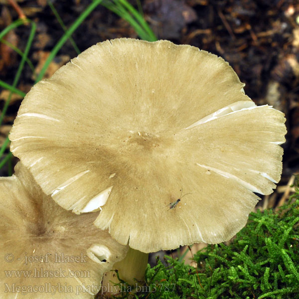 Bredbladet Væbnerhat Megacollybia platyphylla Collybia Penízovka širokolupenná Whitelaced Shank Breitblättriger Rübling Strecknagelskivling Povraznica širokolupeňová Tægesopp Удемансиелла широкопластинчатая Pieniążnica szerokoblaszkowa Széleslemezű fülőke Breedplaatstreephoed Collybie lamelles larges Isojuurekas