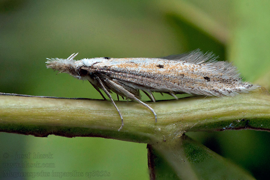 Megacraspedus imparellus