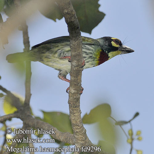 Megalaima haemacephala Coppersmith Barbet Vousák zvučnohlavý zlatý Kupferschmied Barbudo Calderero Barbu plastron rouge ムネアカゴシキドリ Kopersmid baardvogel Pstroglów zóltogardly 赤胸拟啄木鸟 นกตีทอง Kopersmid baardvogel Takur Akar Ungkut-ungkut Chinna kukuravan