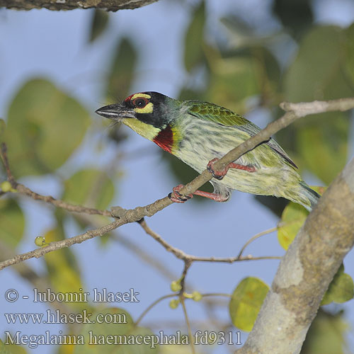 Kupferschmied Barbudo Calderero Barbu plastron rouge ムネアカゴシキドリ Kopersmid baardvogel Pstroglów zóltogardly 赤胸拟啄木鸟 นกตีทอง Kopersmid baardvogel Takur Akar Ungkut-ungkut Chinna kukuravan Megalaima haemacephala Coppersmith Barbet Vousák zvučnohlavý zlatý