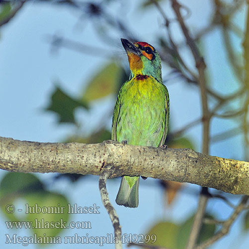 Megalaima rubricapillus UK: Crimson-fronted Barbet CZ: Vousák indický DE: Malabarschmied ES: Barbudo Capirrojo FR: Barbu à couronne rouge IT: Barbuto testarossa JP: ヒノドゴシキドリ NL: Roodkeel-baardvogel PL: Pstroglów czerwonoczelny