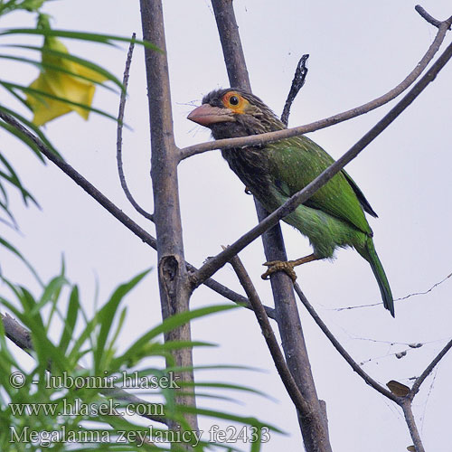 Megalaima zeylanica Brown-headed Barbet Vousák hnědohlavý Braunkopf-Bartvogel Barbudo Cabecipardo Barbu tête brune Barbuto verde orientale ミドリオオゴシキドリ Bruinkopbaardvogel Pstroglów nakrapiany 斑头绿拟啄木鸟 Brunhovedet Skægfugl