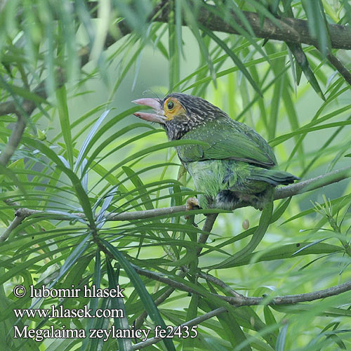 Braunkopf-Bartvogel Barbudo Cabecipardo Barbu tête brune Barbuto verde orientale ミドリオオゴシキドリ Bruinkopbaardvogel Pstroglów nakrapiany 斑头绿拟啄木鸟 Brunhovedet Skægfugl Megalaima zeylanica Brown-headed Barbet Vousák hnědohlavý