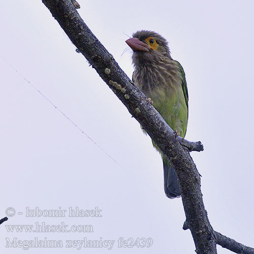 ミドリオオゴシキドリ Bruinkopbaardvogel Pstroglów nakrapiany 斑头绿拟啄木鸟 Brunhovedet Skægfugl Megalaima zeylanica Brown-headed Barbet Vousák hnědohlavý Braunkopf-Bartvogel Barbudo Cabecipardo Barbu tête brune Barbuto verde orientale