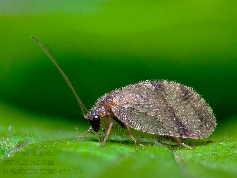 Megalomus hirtus