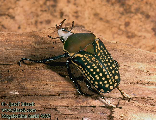 Megalorhina harisi 6693