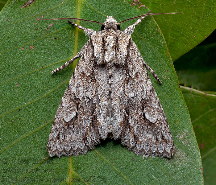 Meganephria bimaculosa Double-spot Brocade Mora dvojškvrnná