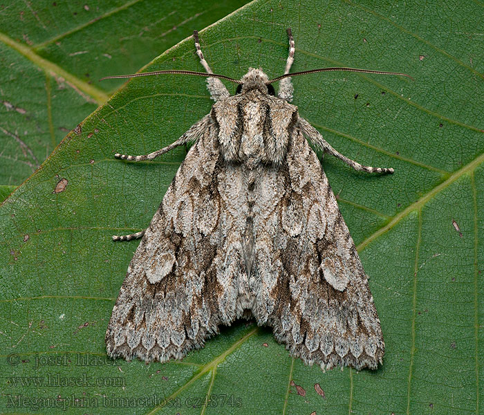 Meganephria bimaculosa Noctuelle bimaculée Совка двупятнистая