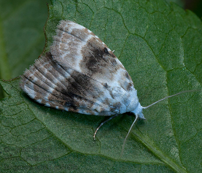 Kent Black Arches Meganola albula