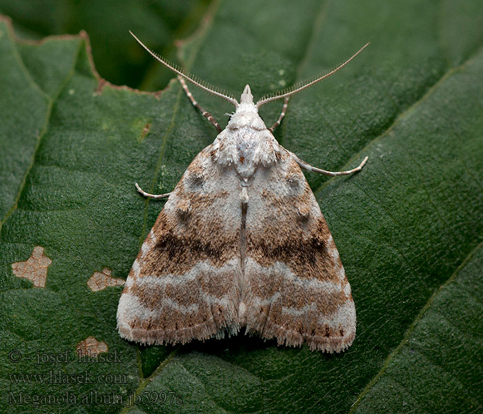 Meganola albula