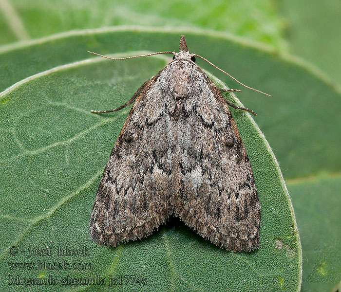 Meganola gigantula Drobnička tmavá