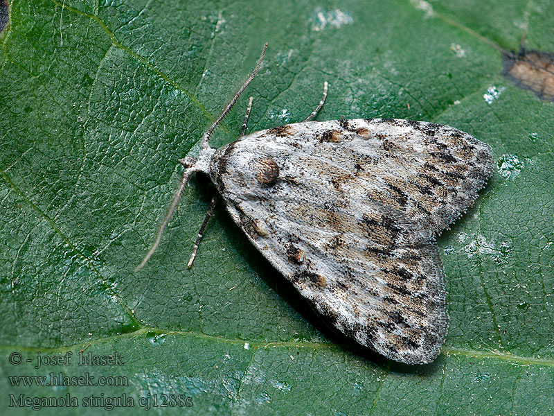 Small Black Arches Drobnička buková Nole striolée